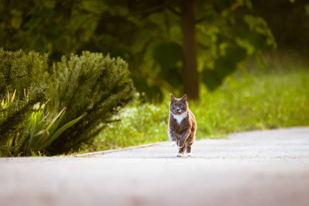 Beautiful gray cat is running on hill in nature