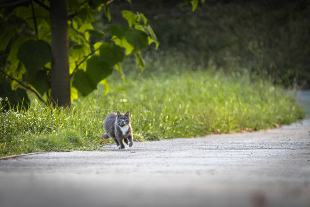 Beautiful gray cat is running on hill in nature