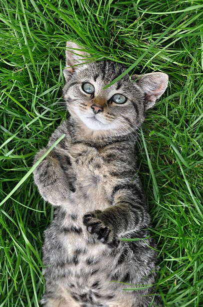 Tabby cat lying on green grass