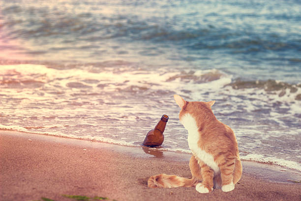 kitten on the beach