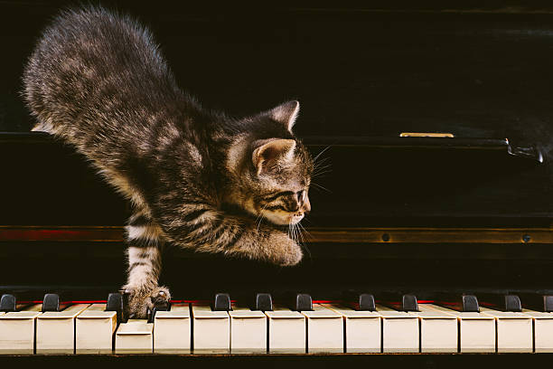 Cute grey striped kitten on piano keys.Side view. Close-up