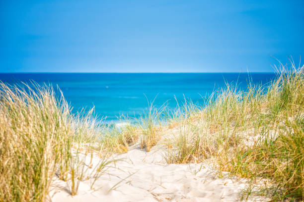 West coast of Jutland, Denmark. Sand dunes with dune grass