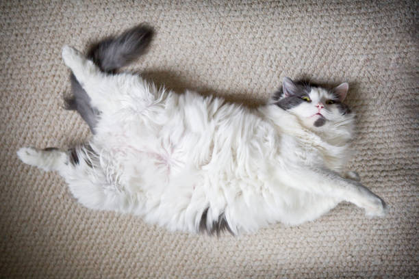 A fat and furry cat laying on her back on a carpet