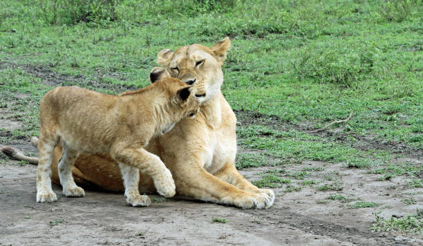 a lion cub greets it's mother