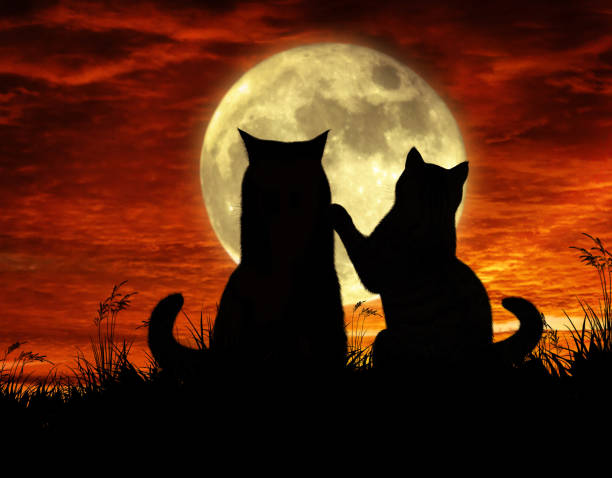 The two cats is sitting by moonlight