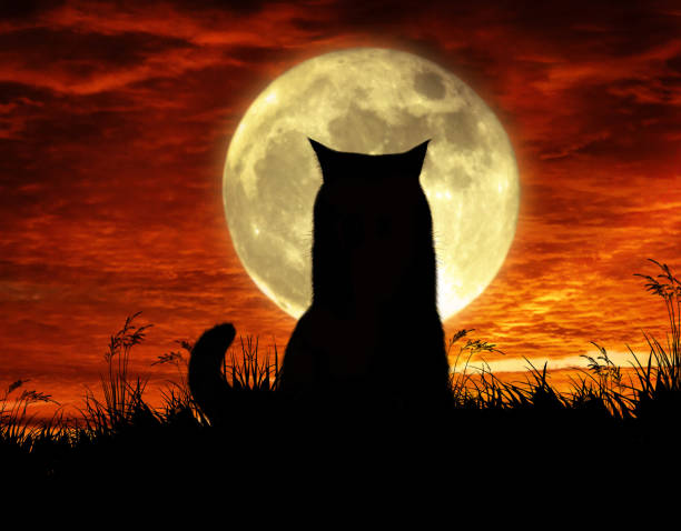 The cat is sitting by moonlight