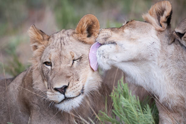 This behavior helps strengthen social bonds between individuals of a pride