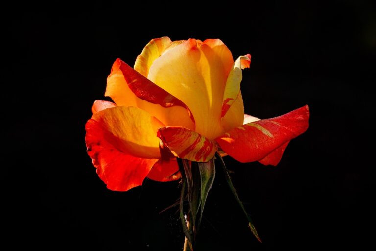 rose-3751578_1280