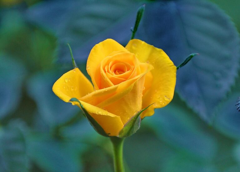 yellow-roses-832786_1280