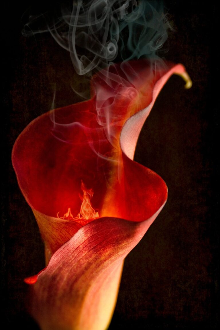 calla-lily-3979625_1280