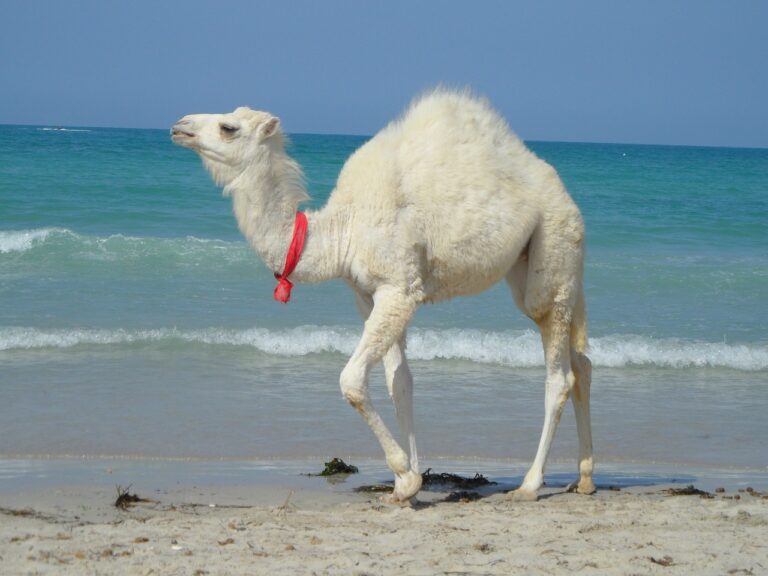 camel-1203174_1280