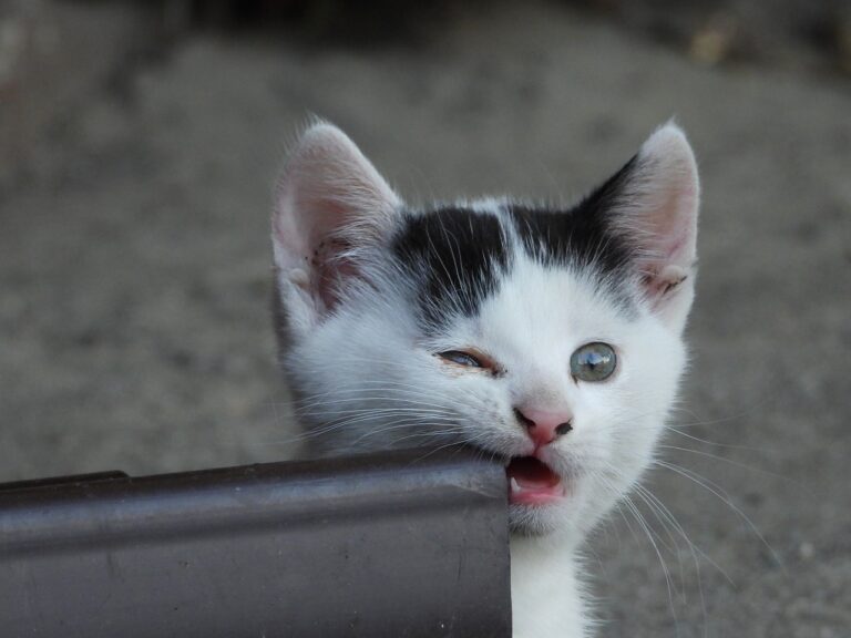 cat-4294780_1280