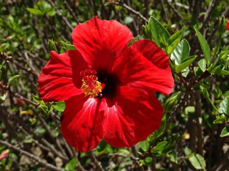 hibiscus-4766476_1280