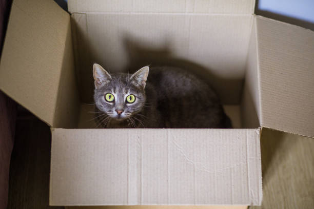 Cute gray cat in a cardboard box