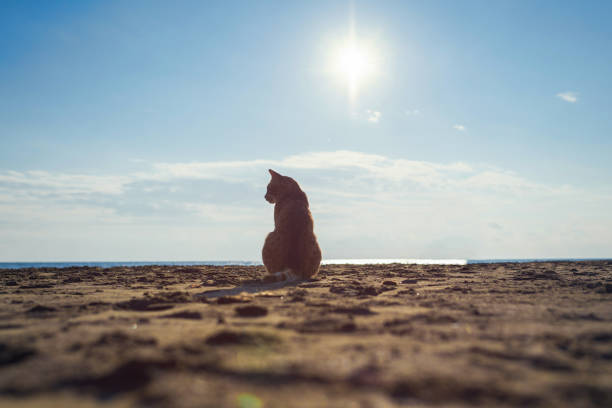 Cute red kitten on the sand of the beach at sunrise on the sea wave background