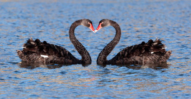 some black swan at the lake in Tasmania