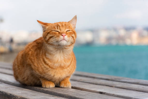 White red cat lying on the roof, background of the sea