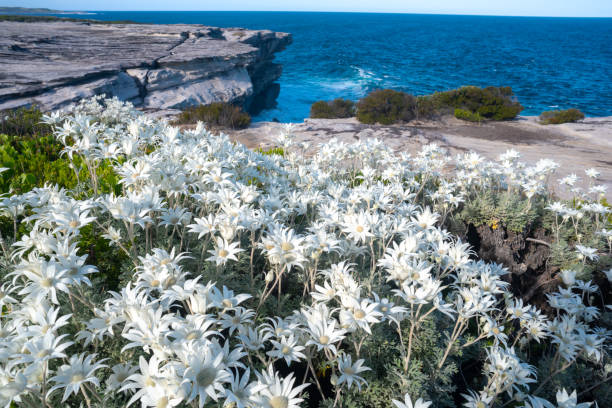 Actinotus helianthi flowers on the rocky coast of Kurnell, Sydney