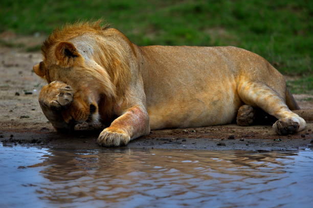 A lion lounging on a lake shore in Tanzania