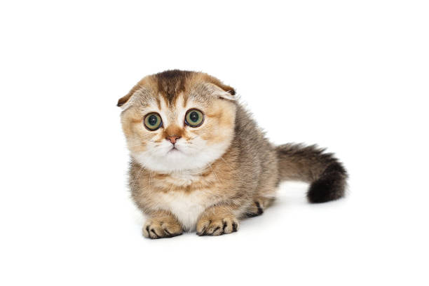 Small and funny Scottish fold kitten, isolated on a white background