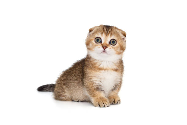 Small and funny Scottish fold kitten, isolated on a white background