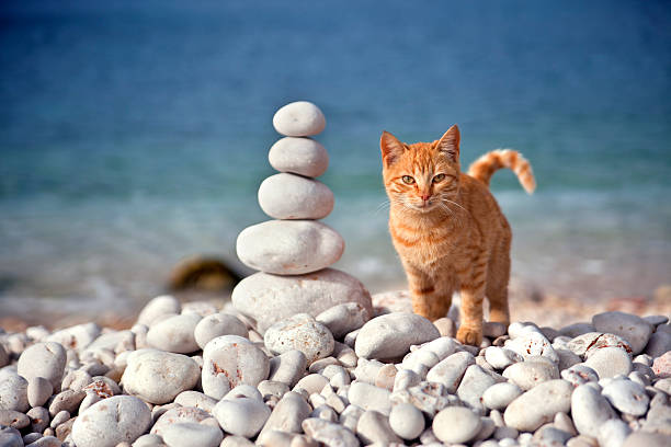 A cute kitten and stacked stones an the beach