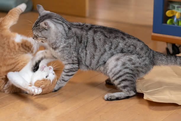 two cats fighting