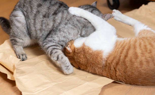 two cats fighting