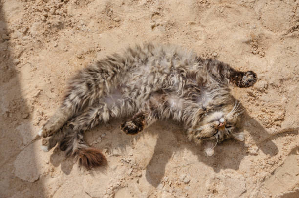 Street stray fluffy cat basking in the sand