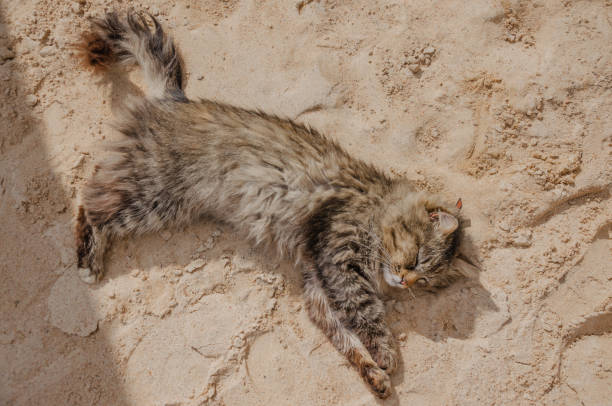 Street stray fluffy cat basking in the sand