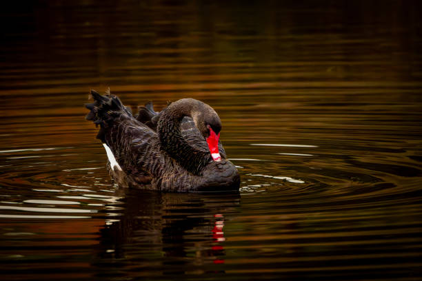 An elegant black swan just floating serenely in the early morning light