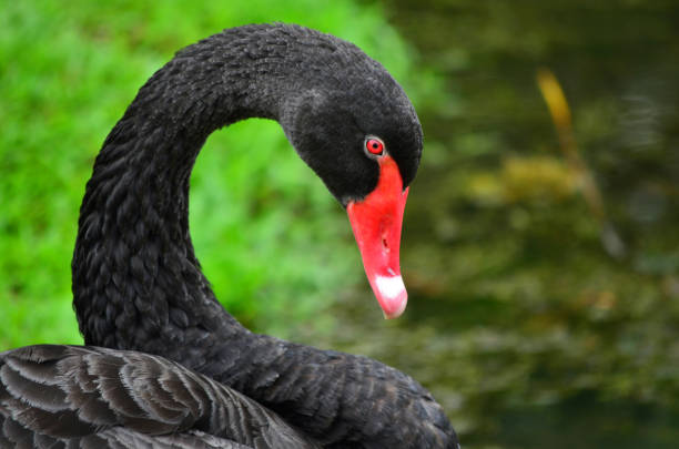 Close-Up Of Swan