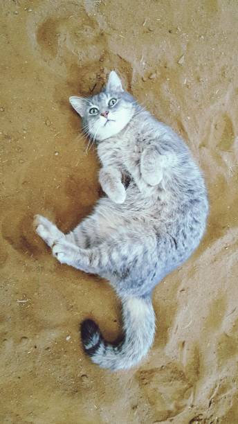 High Angle View Of Cat Lying On Sand At Beach