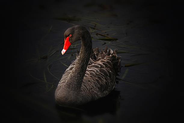 Vignette black swan shot at the zoo