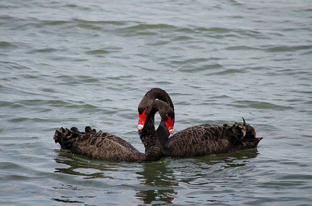 Two black swans in courtship