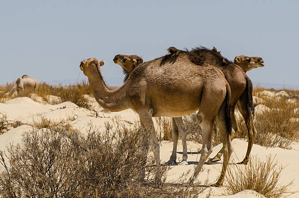 Chott el Jerid