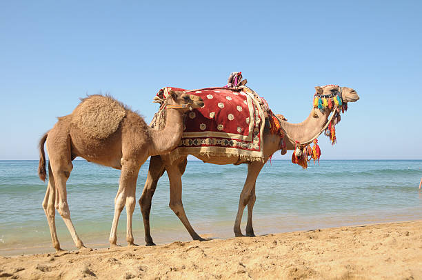 Arabian camel or Dromedary also called a one-h