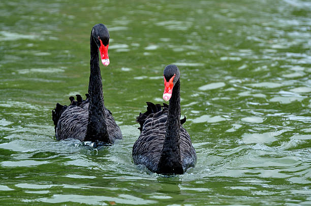 black swan on the lake