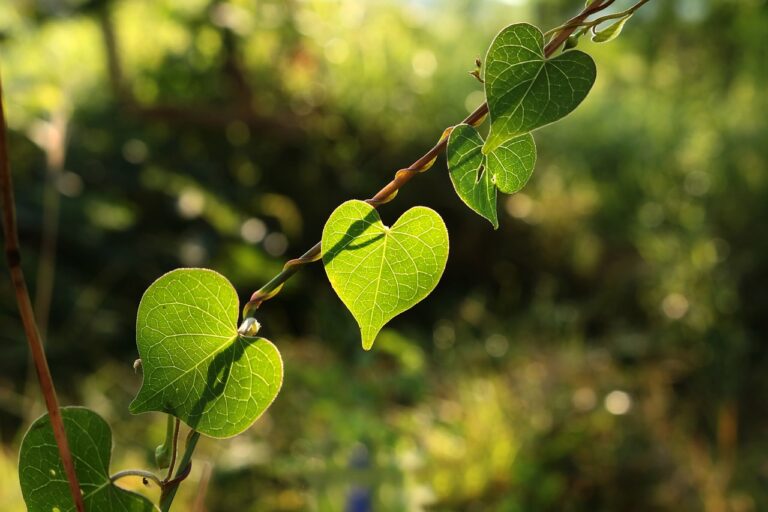 autumn-leaves-2453011_1280