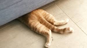 hiding_tail