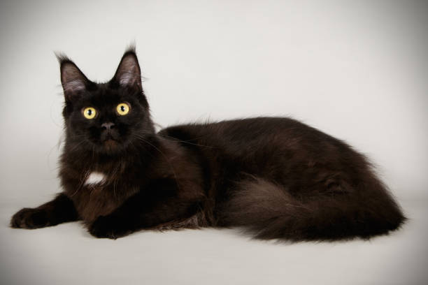 Maine Coon red cat on a gray background