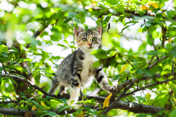 Cute funny curious kitten cat climbing tree ready to jump