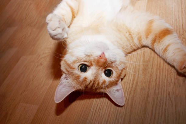 Adorable playful upside down ginger cat lying on the wood floor