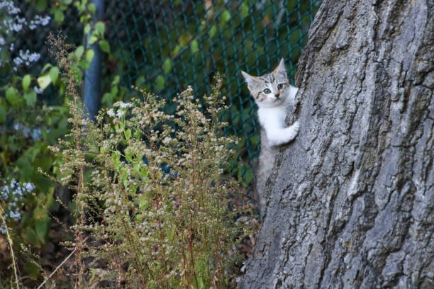 A stray kitten climbing a tree in back yard