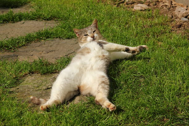 A cat is lying on the grass and enjoying the sun. She is sleeping and dreaming