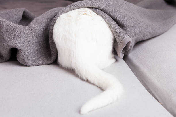 white young cat hide under gray blanket