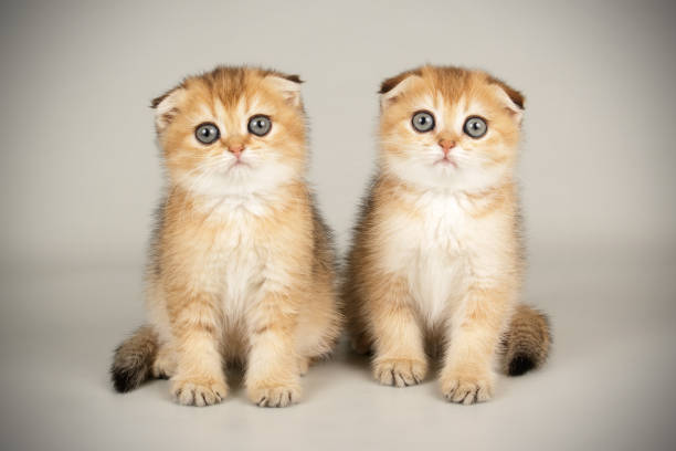 Studio photography of a scottish cat on colored backgrounds