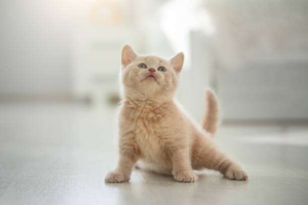 Cute Shorthair British Kitten