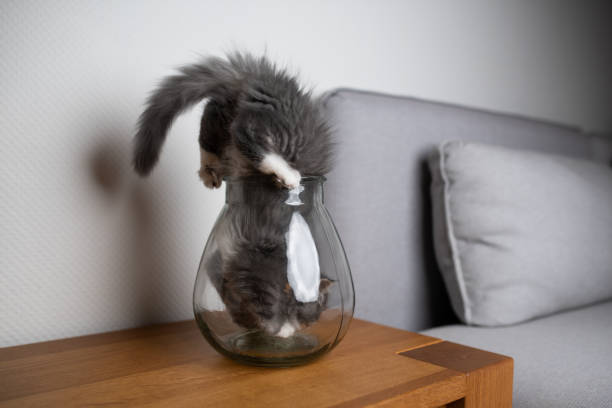 curious maine coon kitten sticking head into small glass vessel