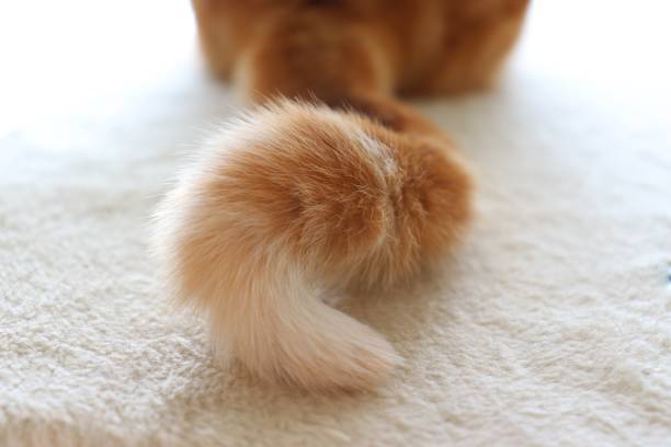 American short-haired cute twirl tail